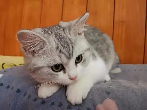 广州|英短渐层起司猫爆毛长毛渐层