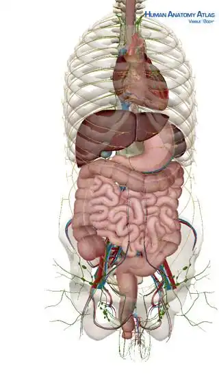 求人体脏器构造详图,要带注释