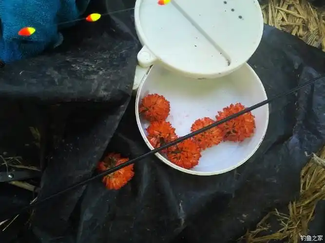 红红构树果,爽爽钓奶鲫 - 钓鱼之家