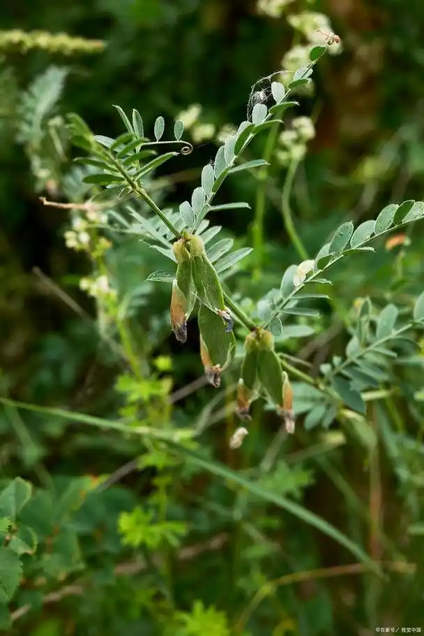 苦参行情分析是涨是落?