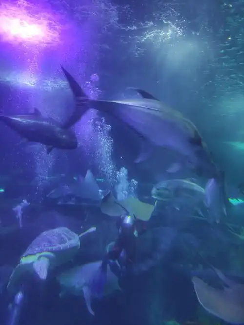 长沙海底世界 - 阿忆儿-念念