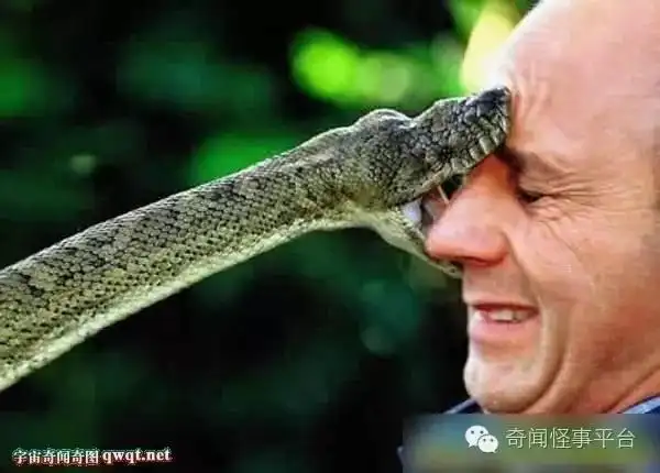 动物咬人食人的罕见恐怖画面盘点:大蛇活吞农妇
