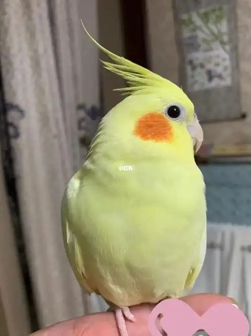 黄化玄凤体质最差吗?