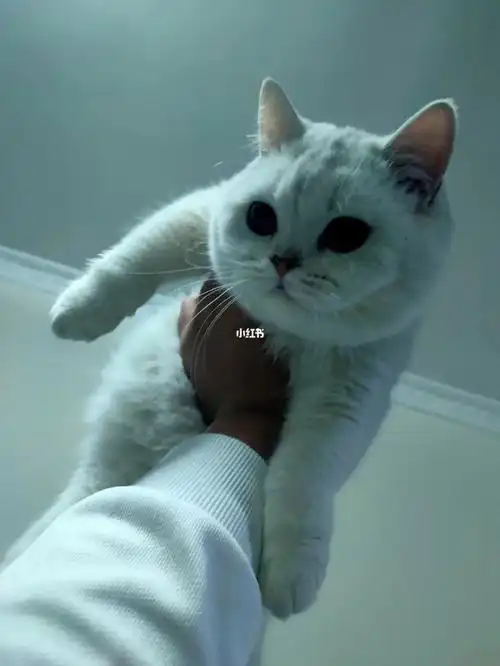 出一只银渐层自家养的