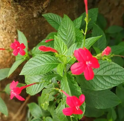 大花芦莉,又称艳芦莉,红花芦莉.属爵床科.