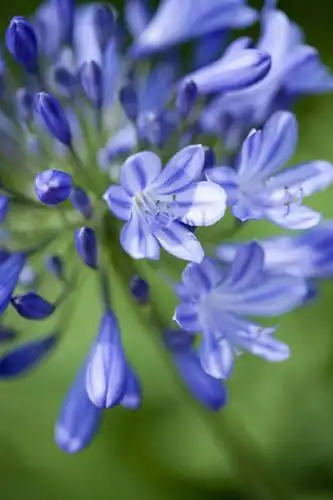 竖图,室外,特写,白天,留白,微距,美景,植物,百合花,景观,花,花瓣,蓝色