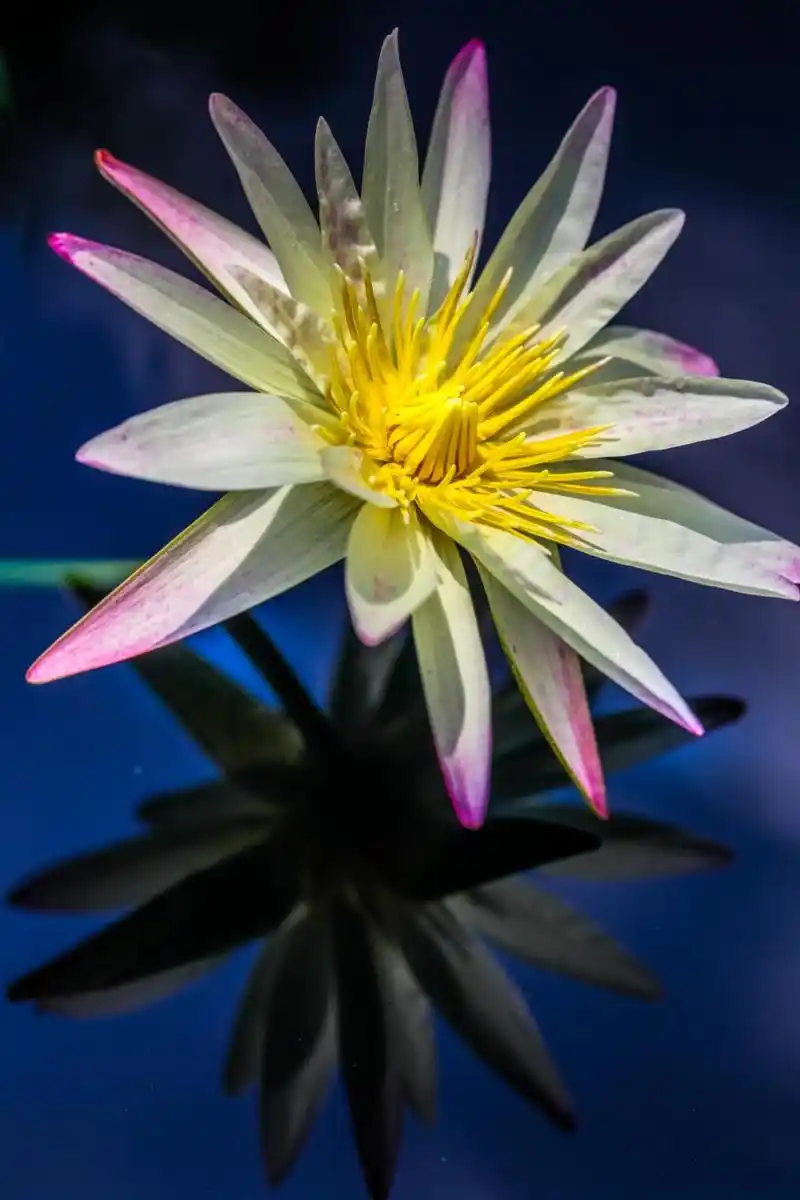 满屏莲花香睡莲壁纸欣赏vol01