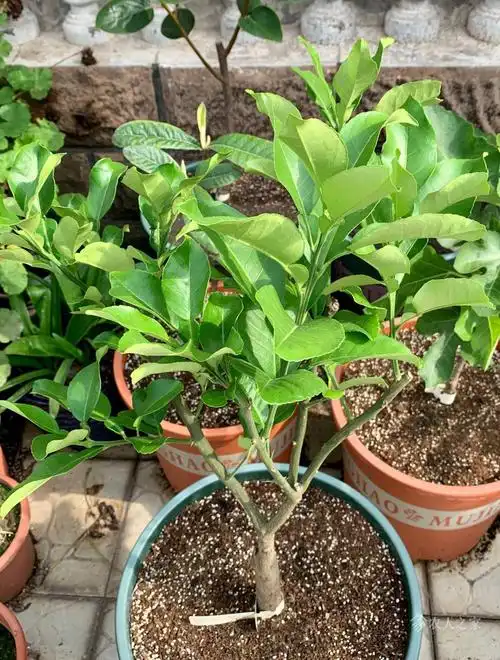 五棵柚子树现状.分别是泰青,真龙,沙田,红宝石,真龙.