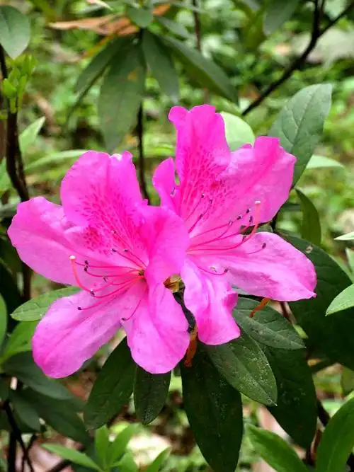 【杜鹃花】 第 4 幅查看大图曝光:1/60 sec光圈:f4.