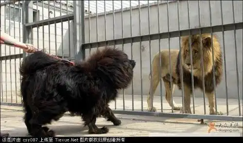 好多人都说藏獒比老虎厉害