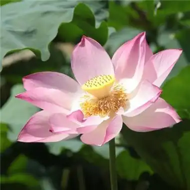 微信头像清新淡雅图片花草女 女生头像图片大全 -【爱个性】