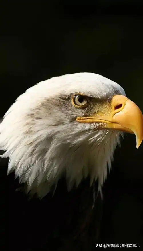 雄鹰展翅高飞,搏击长空终不悔