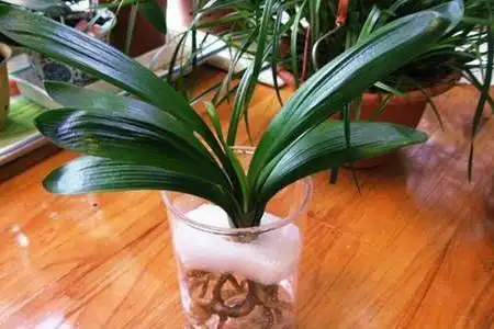 君子兰水培生根办法