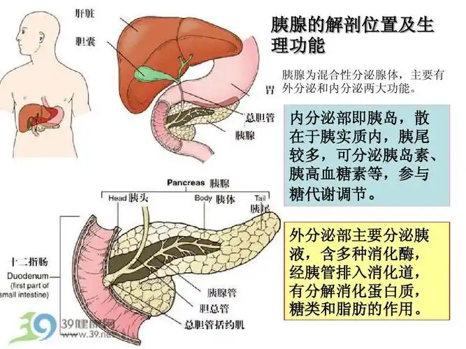 胰腺癌的病情观察及护理ppt