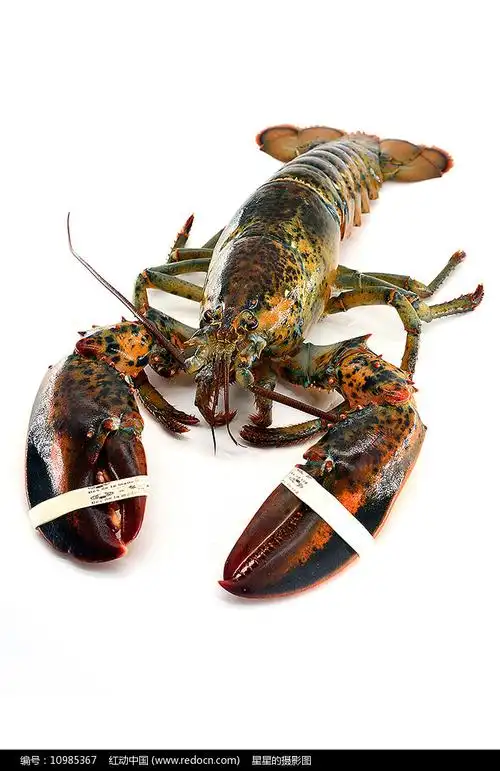 波斯顿大龙虾图片
