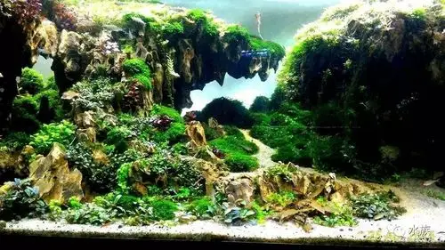 玩草缸玩造景我们是认真的