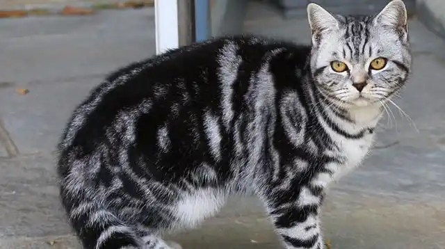 虎斑猫是美国短毛猫的一种品种,它有着铜棕色的底色,夹有纯黑色的斑纹