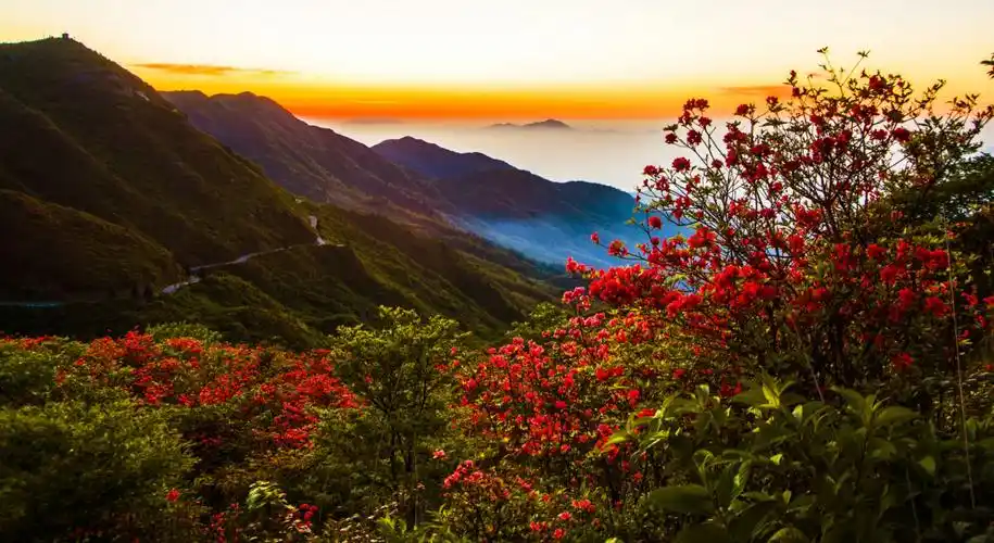 大围山杜鹃花海