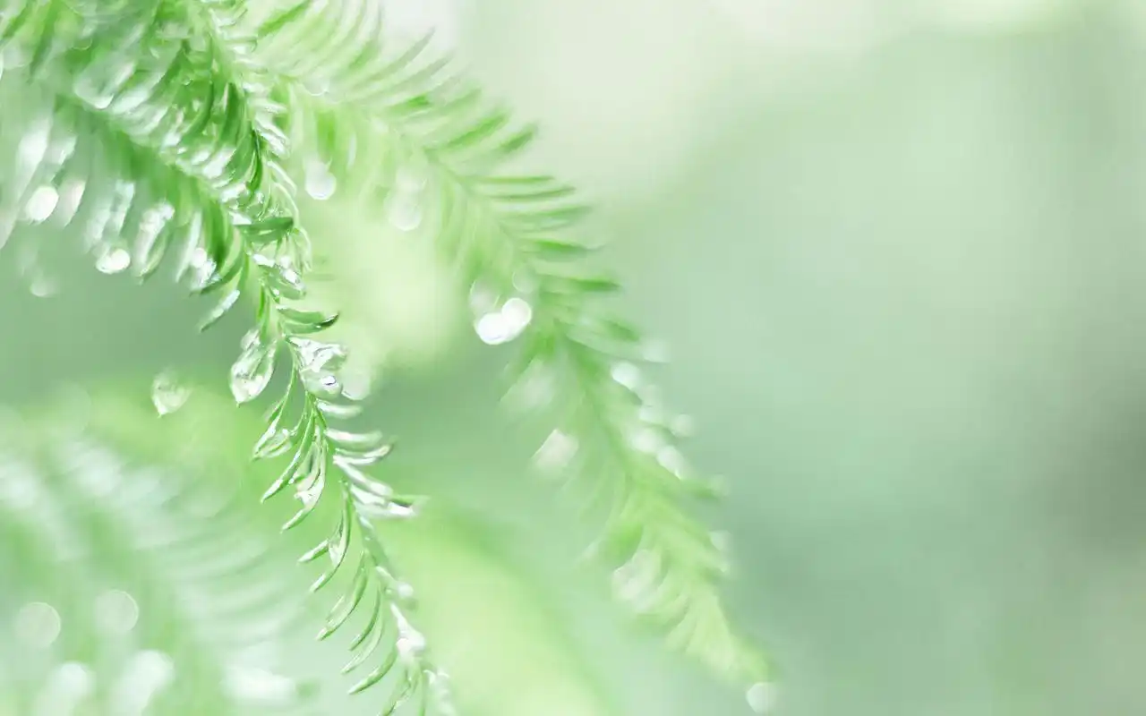 绿色小清新自然高清风景电脑壁纸