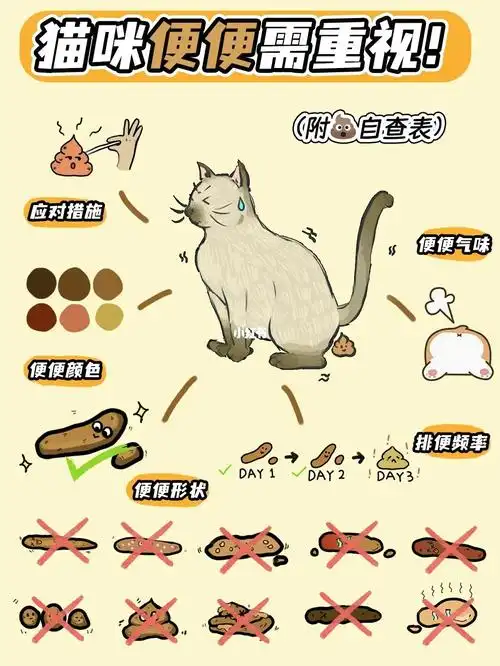 猫咪便便需重视!新手养猫便便健康自测