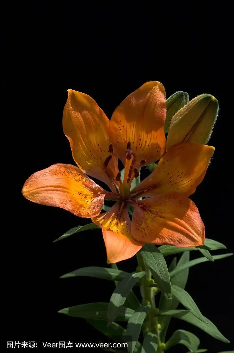 百合属植物;bulbiferum;火百合