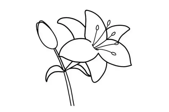 百合花的简笔画步骤颜色花束