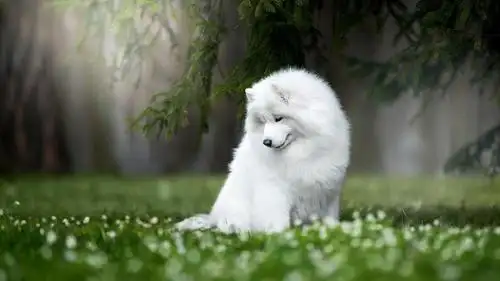 超级可爱的萨摩耶,高清图片,动物壁纸-回车桌面