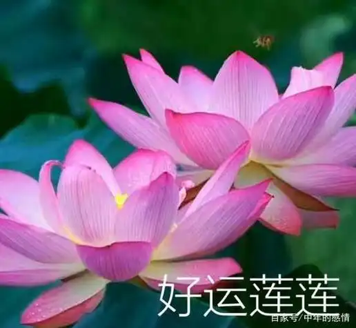 用荷花做微信头像好_头像图片_扣扣乐园