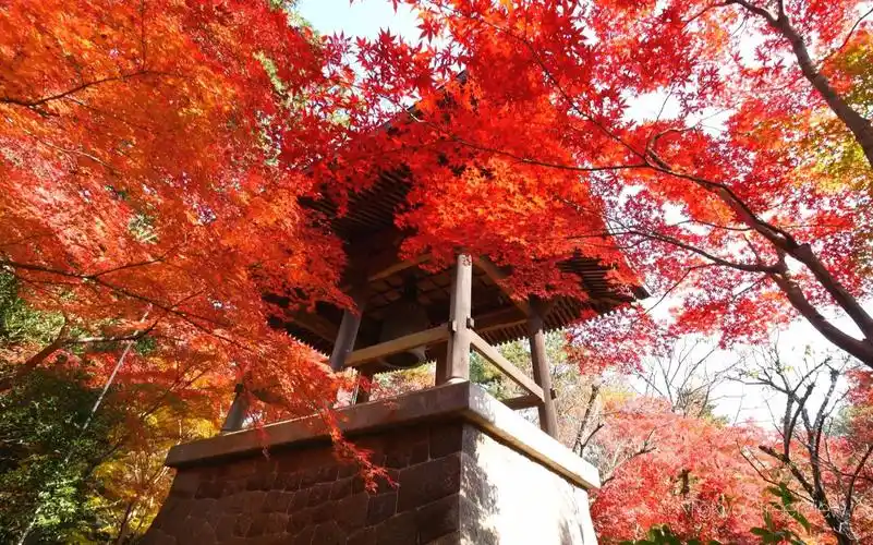超清日本埼玉県99平林寺的红叶tokyostreetview
