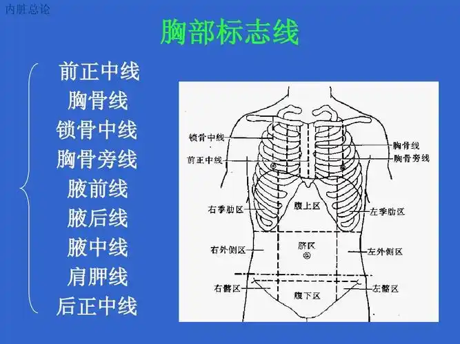 前正中线 胸骨线 锁骨中线 胸骨旁线 腋前线 腋后线 腋中线 肩胛线 后