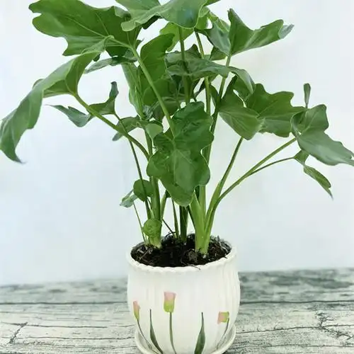 春羽盆栽春雨绿植龙鳞室内办公室客厅书房大型观绿植