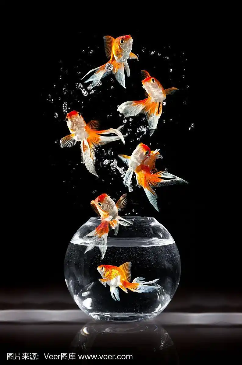 金鱼,鱼缸,水,自然,无人