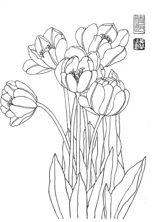 素材 | 一组郁金香花卉白描图