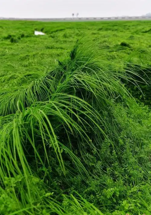长堤外府河边芳草碧连天图集