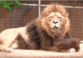 搞笑动图:盘点那些后台强硬的汪汪和喵喵_娱乐频道_中华网