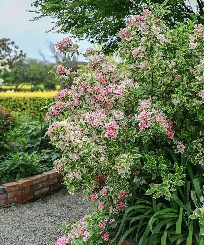 花叶锦带大苗 当年成景 花叶锦带本身是北方植物,有着很强的耐寒能力