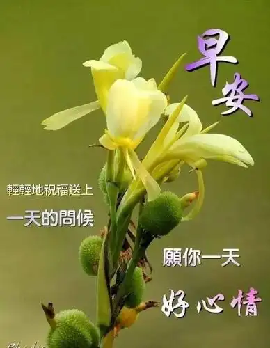 早上好祝福语漂亮的美女动态图片表情清晨早安问候祝福语短信