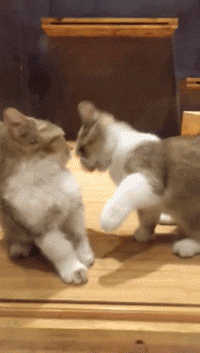 幺幺零嘛!这里有最萌暴击