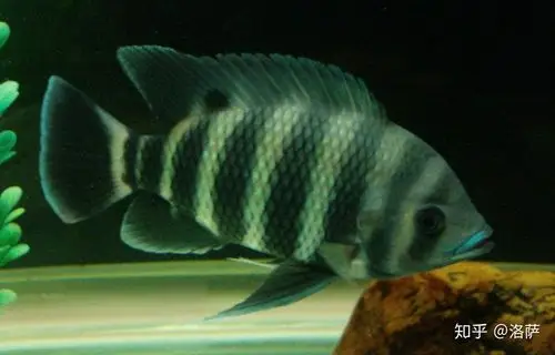 流氓观赏鱼有哪些一只入缸立刻鸡飞狗跳