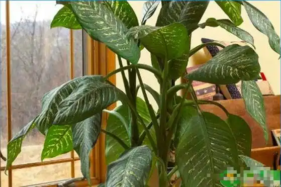 植物,那不妨养一些植株高大,叶子特别大的大型绿植,它们的观赏价值高