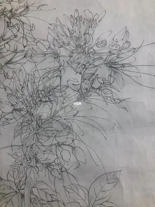 醉蝶花.复杂,太难熬了,不过还是痛并快乐着