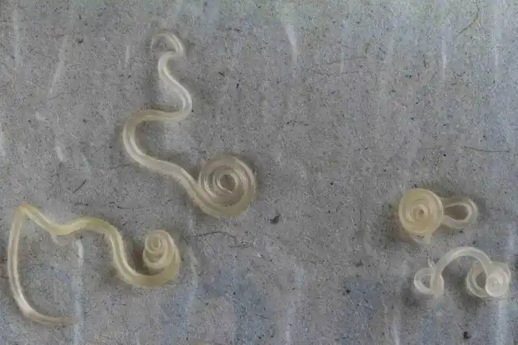 江苏省寄生虫病防治研究所做了实验:将生鲜中的异尖线虫放在芥末,白酒