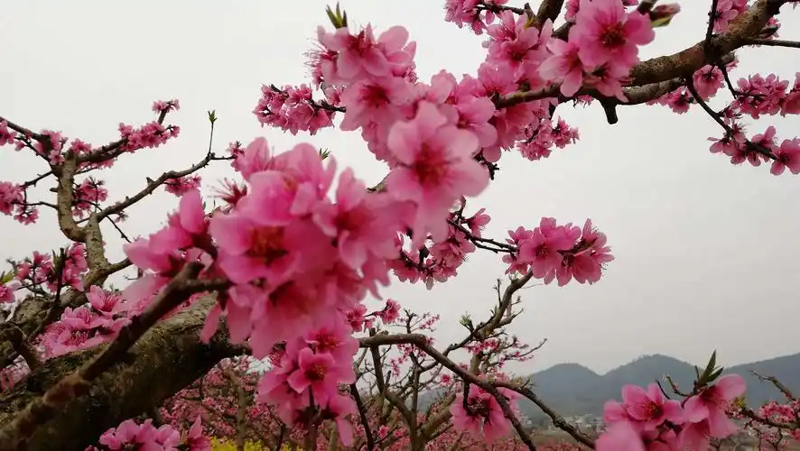 三月桃花盛开,花开的漂亮,正是赏花季节