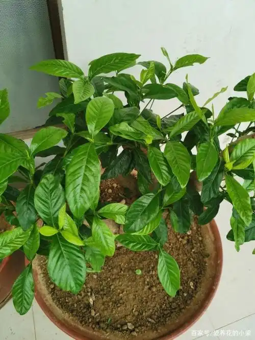 栀子花的开花习惯是新枝顶开花,如果花苞生长缓慢,甚至停止发育,极有