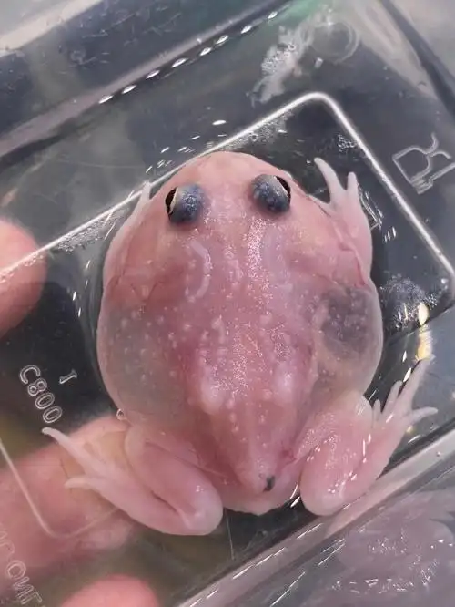 蛙  #角蛙  #变异角蛙