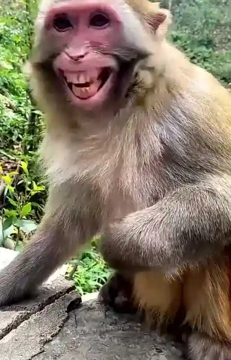 猴子也有感情关爱保护野生猕猴遵纪守法请勿非法饲养保护野生动物