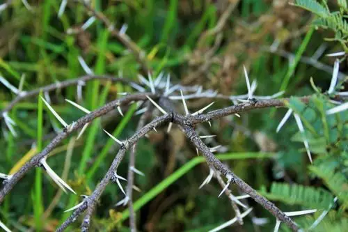 带刺的植物图片第7张
