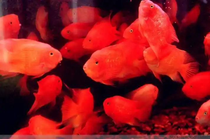 发财鱼身上有白点怎么办