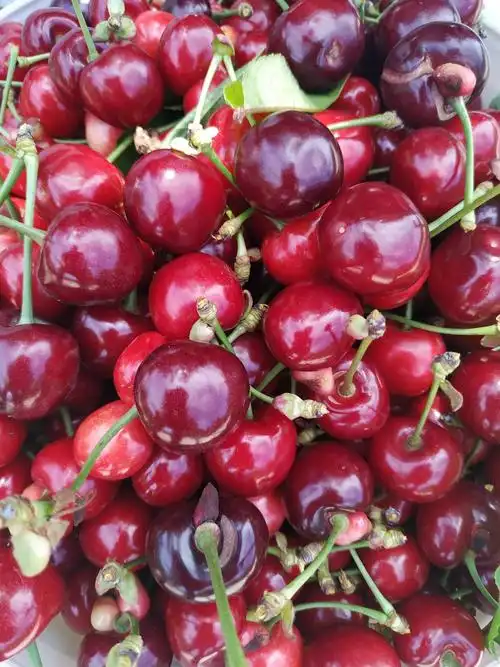 大山里的樱珠熟了