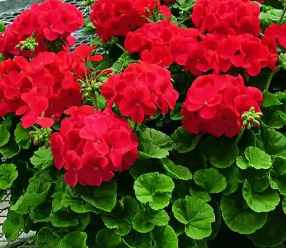 天竺葵有毒吗(养花有讲究,这几种花,一定不能在室内养,会影响健康)